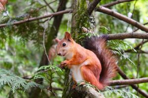 Bild von einem Eichhörnchen